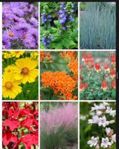 Pictures of 9 native flowering plants