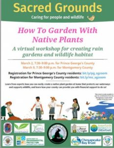 Sacred Grounds Flyer about How To Plant Natives Webinar