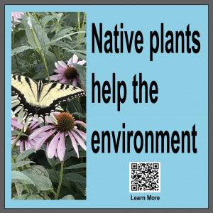 Sign has a picture of a butterfly on a coneflower and says Native Plants help the environment