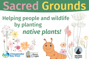 NWF Sacred Grounds - Helping people and wildlife by planting native plants